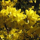 Arborix Forsythia Intermedia 'Spectabilis' - Chinees Klokje - 50-60 cm in pot