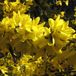 Arborix Forsythia Intermedia 'Spectabilis' - Chinees Klokje - 50-60 cm in pot