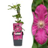 Green boutiQ - 4x Clematis Ville de Lyon - Bosrank - Rood - Klimplant - Ø9cm - 35cm