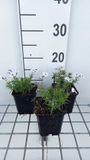 GRDplanten Groendecor Tuinarchitectuur 6x Vlambloem - Phlox (s) 'Bavaria' | 9x9 cm pot