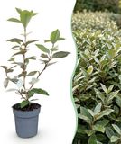 KH Bloembollen Green boutiQ - Eleagnus ebbingei Compacta - Olijfwilg - Haagplanten - Groenblijvend - Grijs - Pot 9cm - Hoogte 25-35cm