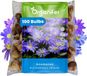 Organifer 100 Anemone - Anemoonbollen - Blauwe Windbloemen - XXL Bollengrootte 5 cm