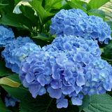 Arborix Hydrangea Macrophylla 'Blauer Prinz' - Hortensia