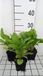 GRDplanten 6x Sleutelbloem - Primula bulleesiana ( moerheimii) | 9x9 cm pot