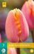 Jub Tulp Apricot Favourite bloembollen 7 bollen