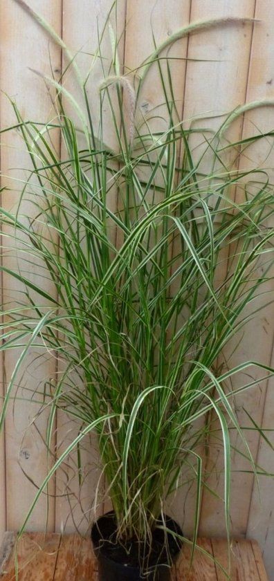 Warentuin Natuurlijk Groenwit gras GROOT 100 cm