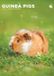 CalendarsRUs Cavia A3 Kalender 2027