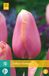 Jub X 10 Tulipa Menton zalmroze tulpen bloembollen