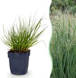 Plantenboetiek.nl Panicum virg. Northwind - Prairiegraan - Met Pluim - Groen - 12 Planten - Ø11cm - 15-25cm hoog - Tuinplant