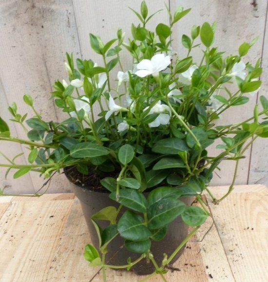 Warentuin natuurlijk - 3 stuks! Vinca Minor wit