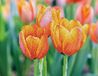 Diamond Dotz Amour Tulipes