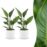 Green boutiQ - Strelitzia Reginea - Paradijsvogelbloem - 2 Planten - met Potter Wit - Pot 12cm - Hoogte - 35cm