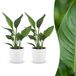 Green boutiQ - Strelitzia Reginea - Paradijsvogelbloem - 2 Planten - met Potter Wit - Pot 12cm - Hoogte - 35cm