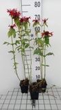 GRDplanten Bergamotplant 6x Bergamotplant - Monarda hybr. 'Gardenview Scarlet' | 9x9 cm pot