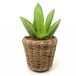 Van der Leeden Van Der Leenden Planten/bloemen mand - rond - rotan - gevlochten riet - D39 x H36 cm - drypot