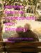 Memory Book for Grandparents with Dementia: A Keepsake Journal of Life, Love, and Legacy