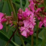 Arborix Lychnis 6 x Lychnis Viscaria 'Splendens' - Koekoeksbloem pot 9x9cm