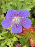 GRDplanten Groendecor Tuinarchitectuur 6x Ooievaarsbek - Geranium hybr. 'Johnson's Blue' | 9x9 cm pot