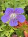 GRDplanten Groendecor Tuinarchitectuur 6x Ooievaarsbek - Geranium hybr. 'Johnson's Blue' | 9x9 cm pot