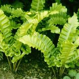 Arborix Asplenium 6 x Asplenium Scolopendrium Undulata - Tongvaren pot 9x9cm - Groenblijvend, sierlijk blad, schaduwminnend