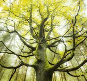 Komar Fotobehang Der Traumbaum 300x280cm Vliesbehang