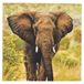 Esschert Design Servetten - Olifant print - 33x33 cm - Afrika / safari thema - wegwerpservetten
