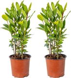 Bloomique - Set van 2 - Laurus Nobilis - Echte Laurier - Tuinplanten - Winterhard - Hoogte 40-50 cm - Pot 15 cm