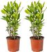 Bloomique - Set van 2 - Laurus Nobilis - Echte Laurier - Tuinplanten - Winterhard - Hoogte 40-50 cm - Pot 15 cm