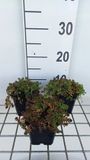 GRDplanten Groendecor Tuinarchitectuur 6x Sedum album 'Murale'
