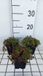 GRDplanten Groendecor Tuinarchitectuur 6x Sedum album 'Murale'