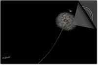 Dietrix Inductie beschermer 65x52 - Zwart - Dandelion paardebloem