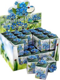 Sluis Garden - Greengift, Vergeet me niet 40 stuks in showdoos