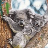 ALPHAEDITIONS Koalas 2024 Wandkalender