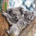 ALPHAEDITIONS Koalas 2024 Wandkalender
