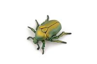 Papo - Realistische gouden tor figuur - 3 jaar en ouder - Tuindieren collectie - Educatief spel insecten - Cadeau-idee speelgoed voor meisjes en jongens