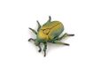 Papo - Realistische gouden tor figuur - 3 jaar en ouder - Tuindieren collectie - Educatief spel insecten - Cadeau-idee speelgoed voor meisjes en jongens