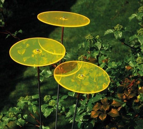 Cazador del sol 3 stuks! Zonnevanger Geel