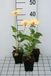 GRDplanten Heliopsis 6x Heliopsis hel. 'Venus' | 9x9 cm pot