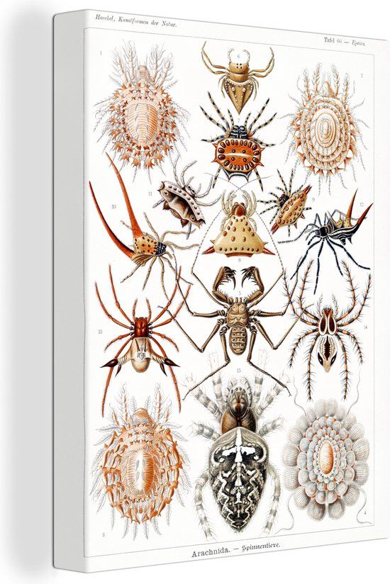 OneMillionCanvasses Canvas Schilderij - Ernst Haeckel - Spinnen & Insecten - 120x160 cm