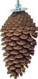 Back Zoo Nature Foraging Pine Cone
