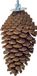 Back Zoo Nature Foraging Pine Cone