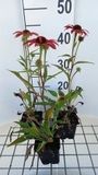 GRDplanten Groendecor Tuinarchitectuur 6x Zonnehoed - Echinacea purp. Sunseekers Coral' | 9x9 cm pot