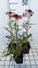 GRDplanten Groendecor Tuinarchitectuur 6x Zonnehoed - Echinacea purp. Sunseekers Coral' | 9x9 cm pot