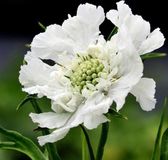 Arborix Scabiosa 6 x Scabiosa Caucasica 'Alba' - Duifkruid pot 9x9cm