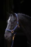 Covalliero Halster Topline Blauw Pony