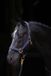 Covalliero Halster Topline Blauw Pony