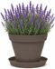 EDA Romeo Pot de fleurs et soucoupe - D25 x H20 cm - taupe - kunststof - intérieur et extérieur