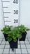 GRDplanten Groendecor Tuinarchitectuur 6x Voorjaarszonnebloem - Doronicum ou. 'Little Leo' | 9x9 cm pot