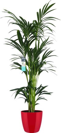 Decorum XL Kentia Palm in ELHO Brussels Diamond (Rood) - Gerrit Stolze - Groene plant- Hoogte  160 cm