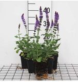 GRDplanten Groendecor Tuinarchitectuur 6x Struiksalie - Salvia nem. 'Ostfriesland' | 9x9 cm pot